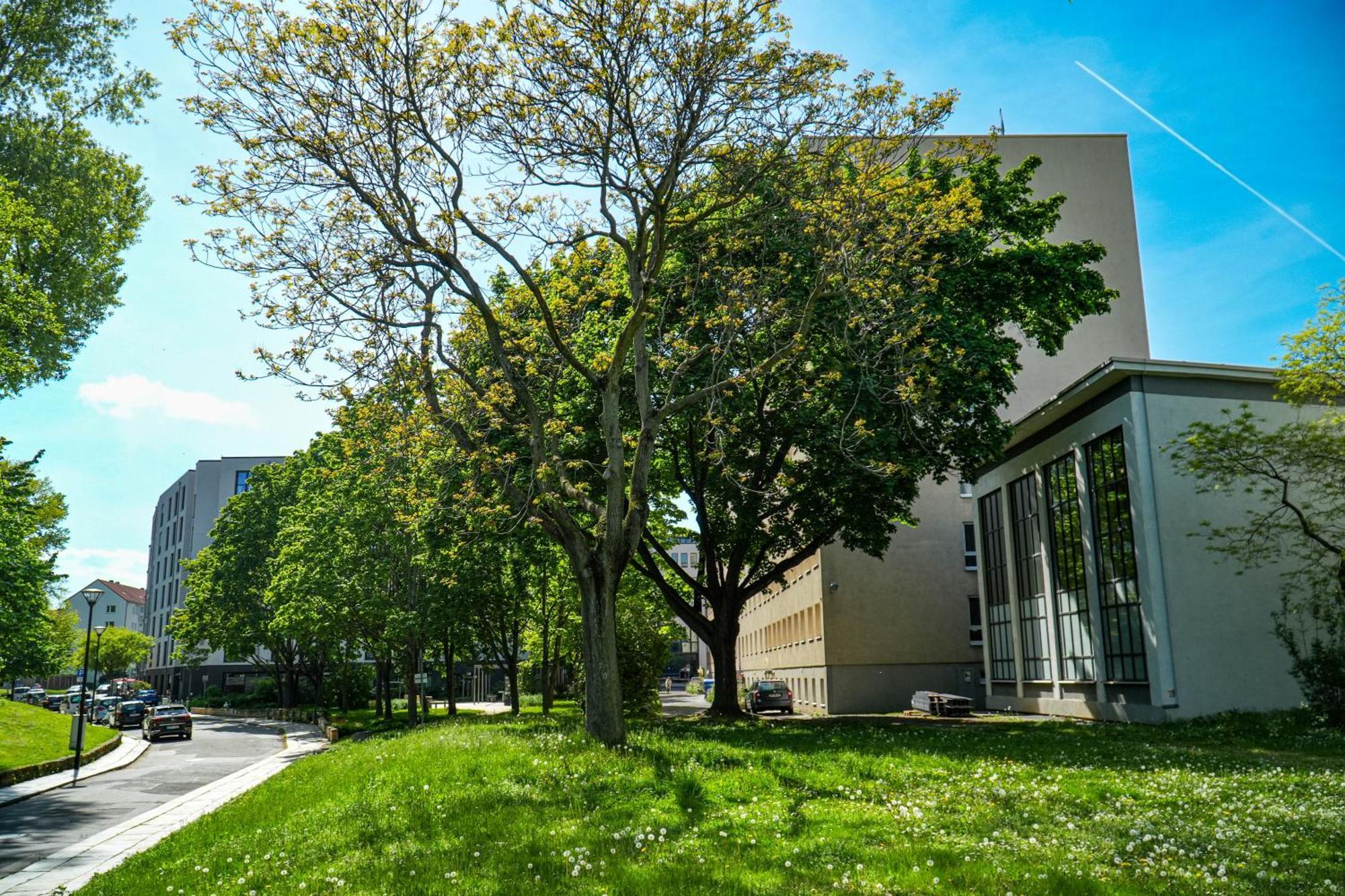 DJH Jugendherberge Dresden - Jugendgästehaus Eksteriør billede